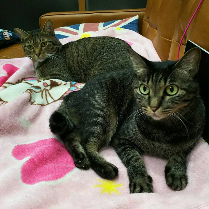 55e6bf8c 7894 4eb4 93a6 daab5fca2a86 1536672219447