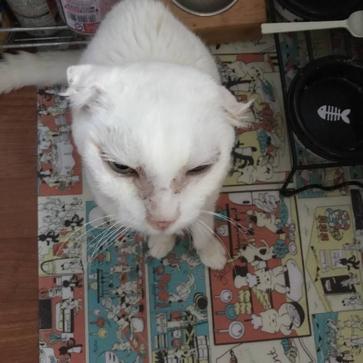 55e7fa17 1936 45a8 be67 1e8bd1c8dc83 1534829332134