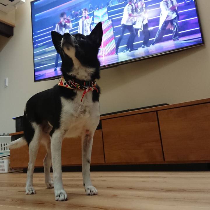 55ea1ed8 d728 41fd 920e 51614227d5dc 1609414659001