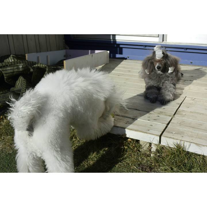 55ee10dd 9cbd 48e3 bf91 27e7d9b51ded 1513732055042