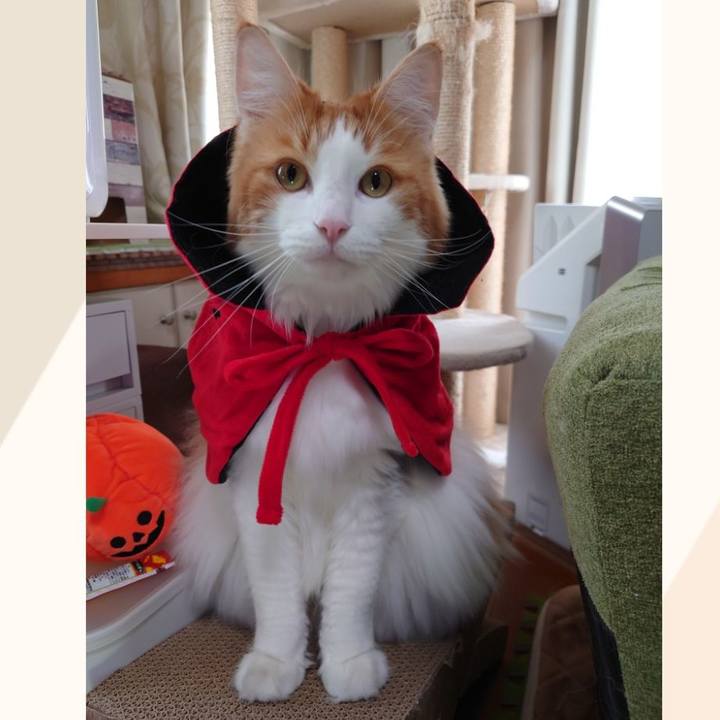 55eebbba 8b50 4a9d 9cda 11a6080c153b 1604109943346