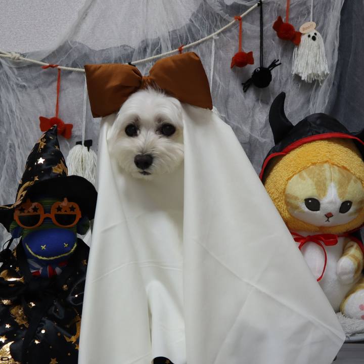 55f0eba4 d8ed 4763 9926 3f18e660b393 1761903080371