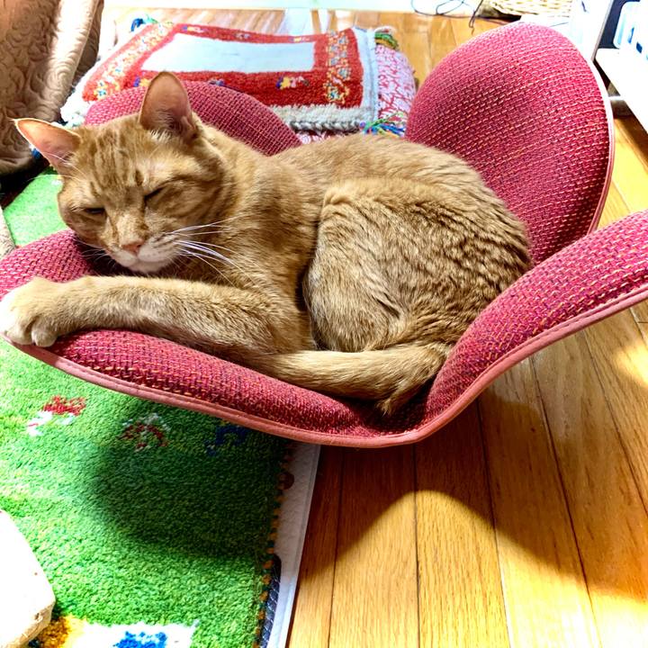 55f1b68c 119a 4533 86a6 96e286bf1bfe 1619055055501