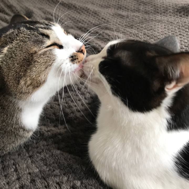 55f1fc2e 2424 48b7 9041 7596c82919c8 1510542276922