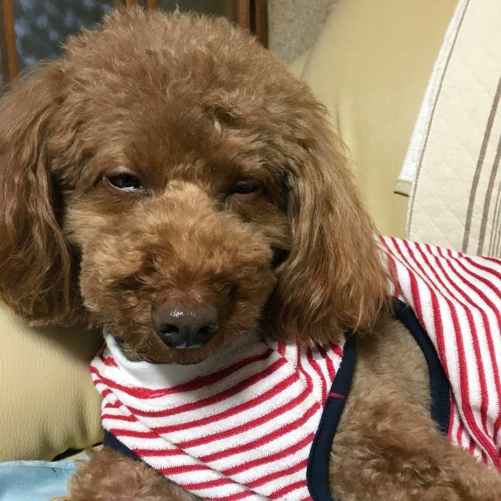 55f4bda4 0351 4ea8 8723 6a64c9434a5b 1527845185982