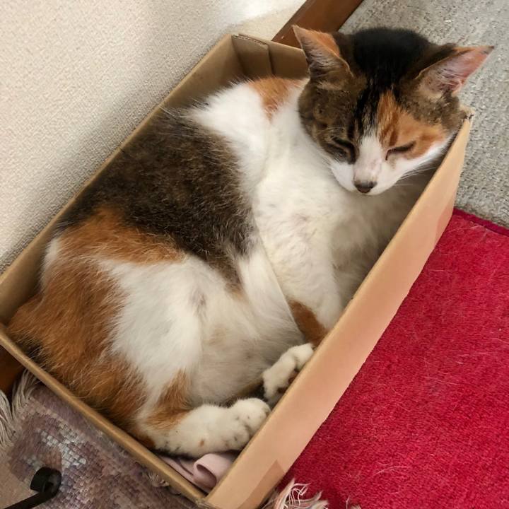 55f50011 e5b3 4e8f a438 8d2145c73c27 1529802012546