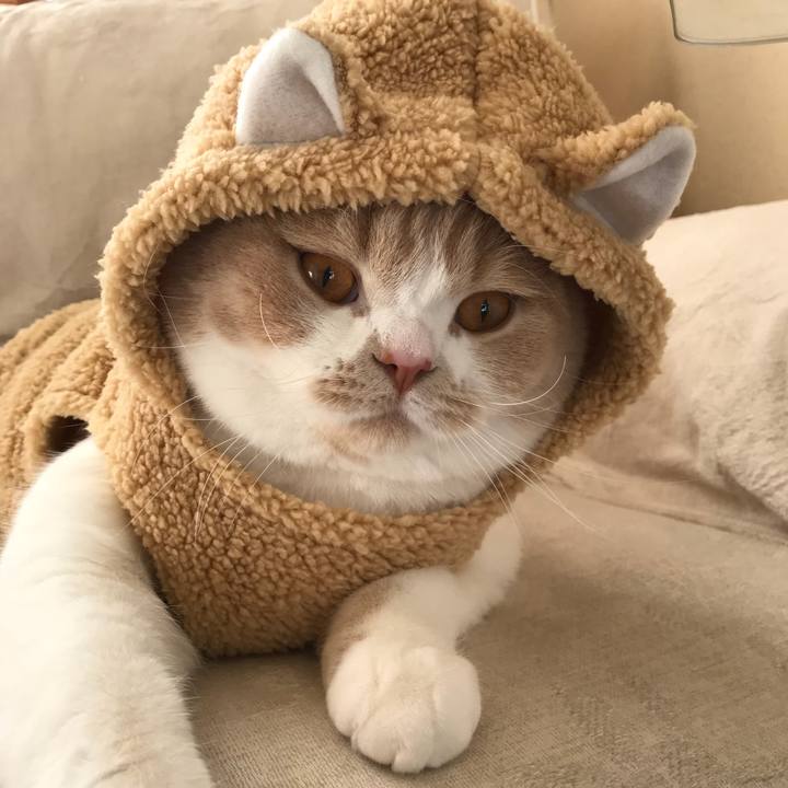 55f55a8d a4ea 479d b86d 21cd9020d264 1513267059911