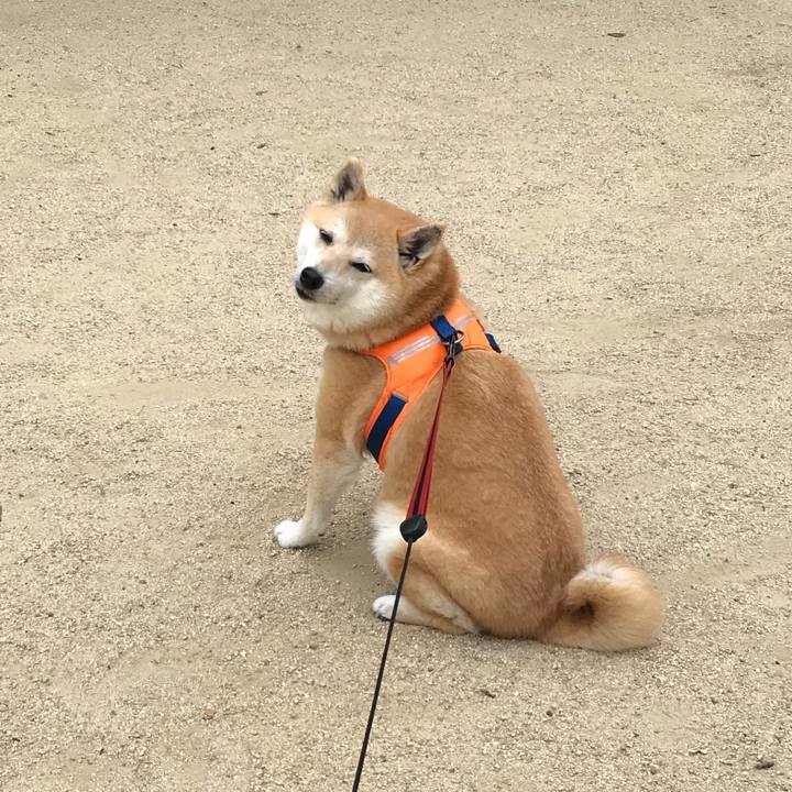 55f6786c a5a9 43fb aaa0 d692a99792e3 1526633468369