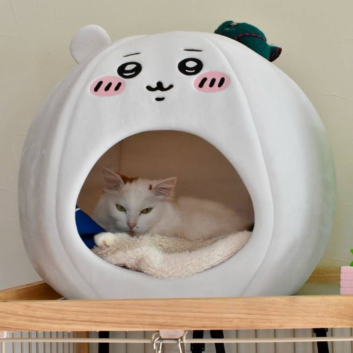 55f952dd 9e4d 42e6 9a8b 45f80afa591d 1764984191761