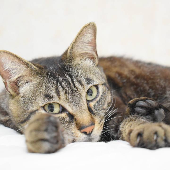 55fa5b4c be9c 4215 824f f568b30574f1 1527336458366