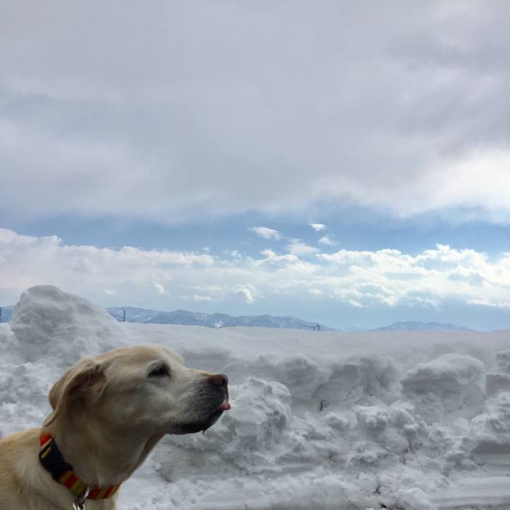 55fbfd0b eadb 4ea5 b65c d265b0fc22c1 1547376288334