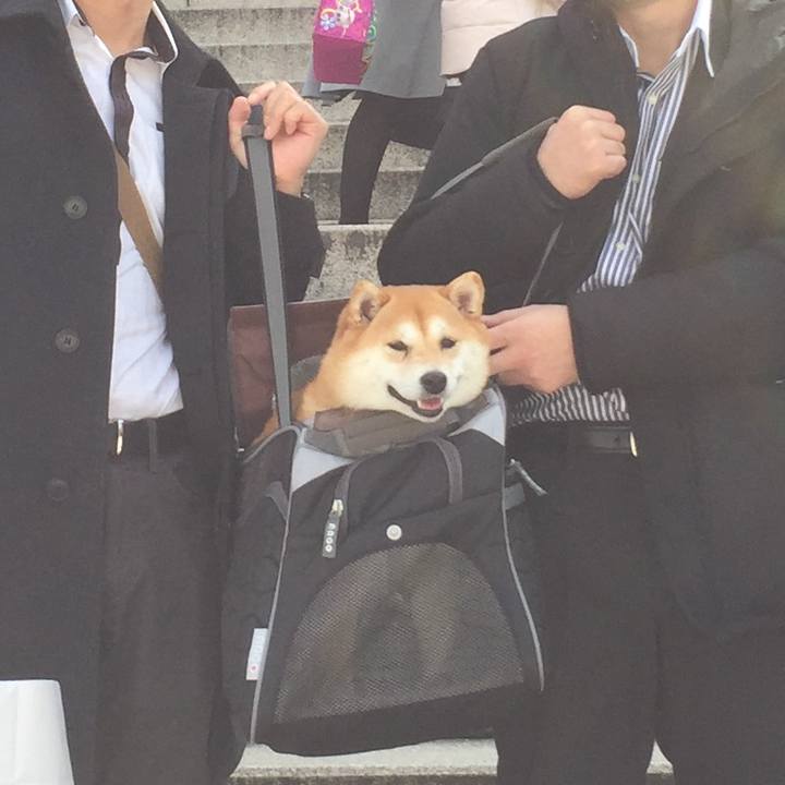 55fcbfc6 b8b8 410d b373 5813604fd818 1511926593600