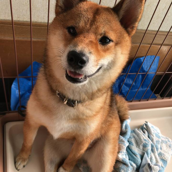 55fe37a4 f27c 439f 884d 95ee64462656 1530486480282