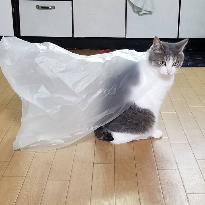 5602305a 4f5b 4763 8012 f6fb7b3cef2a 1526301506861