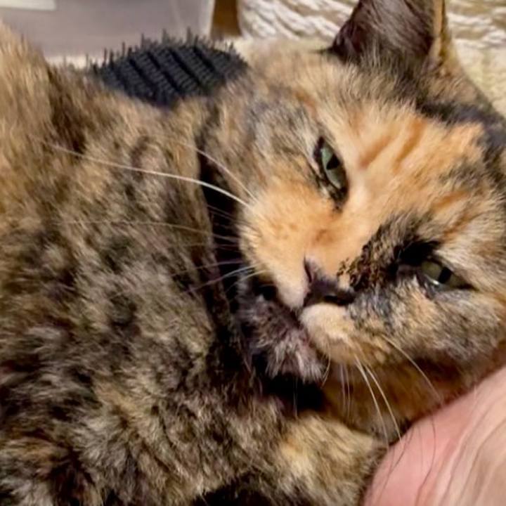 56061486 f1e7 497c bff7 f3e4ae6f5582 1760355280419