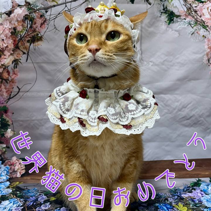 56095bb1 19f4 4c03 8b37 a496736523c4 1723065267247