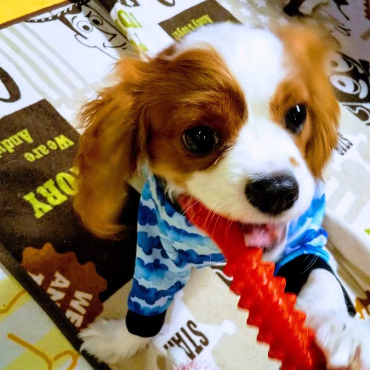 560cd9e6 d121 416a b6ab 4a8cb91cbe44 1573656549914