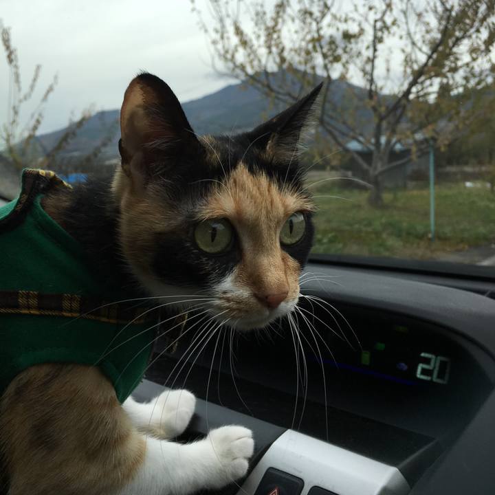 560d99e4 68ee 4d79 914f 690abc09398c 1510999451597