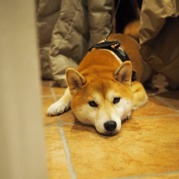 560e282c 7af7 43cb 94af 793290549a86 1519522192645