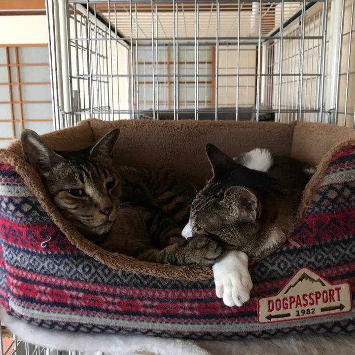 560efbc1 4499 4f0a b053 61b7689a6f3c 1542847357527