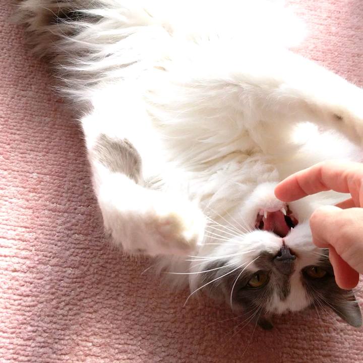 560fb257 9d33 462a a410 a5d833367c2f 1615715981508