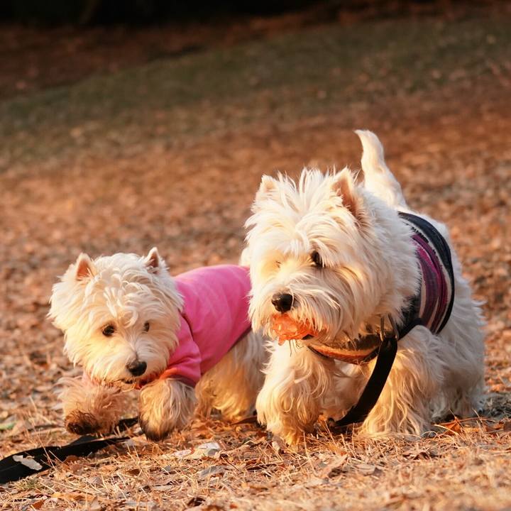 5610b204 e0e8 4e72 a200 f808e9903f3e 1517411744614