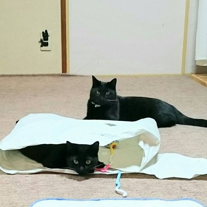 56115d2f cd69 4e5b b9b1 ab9ae6498272 1520379807986