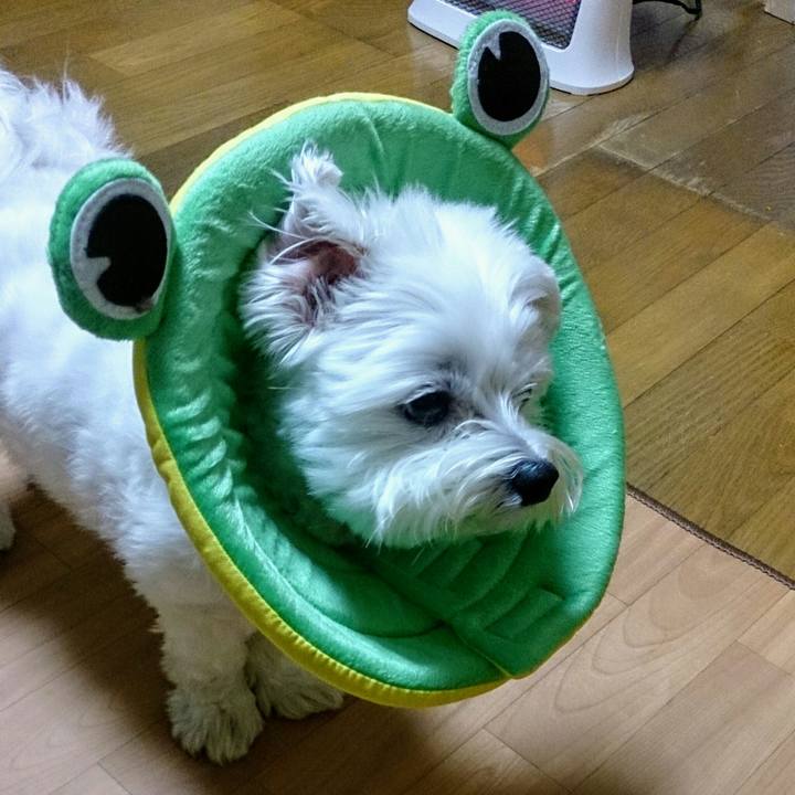 5613c2f8 c8d9 473b ae3c 9f6b16030cbe 1509877095180