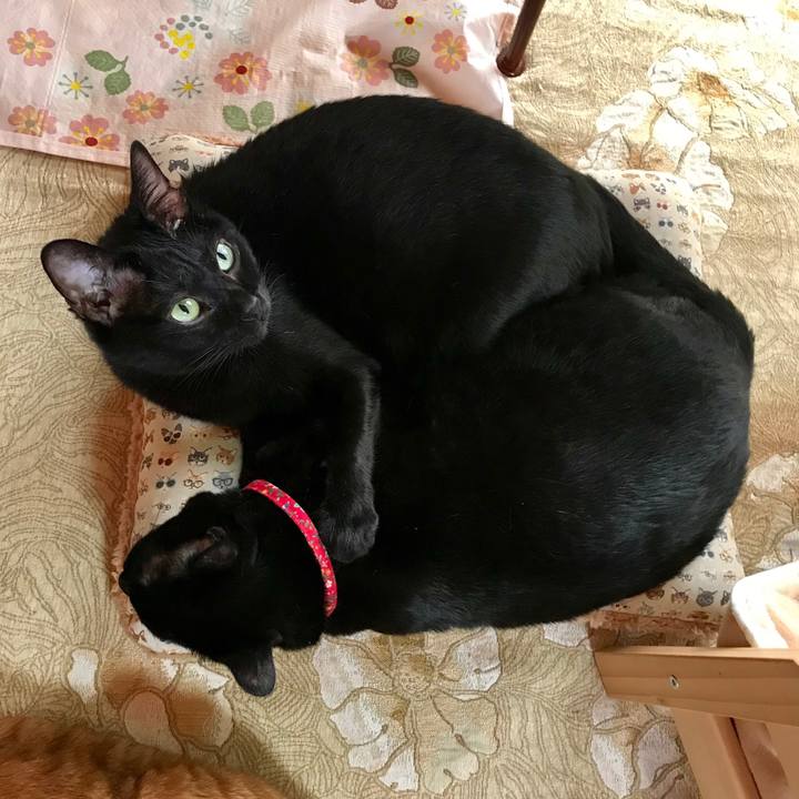 56164cae aefb 476e ac4a d4aee9c71448 1540778445240