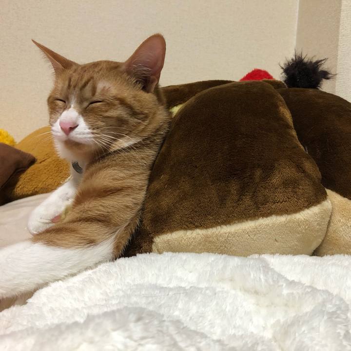 56167589 3933 4b11 a607 e337a41f7d40 1551868911799