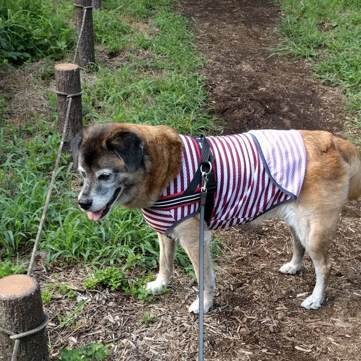 56176347 1c6f 4918 b4ad b15257feaf6f 1532906116955