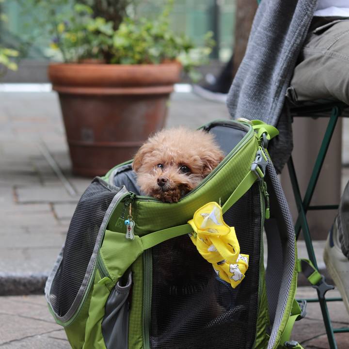 5617d3c1 1c9a 49ba a9c9 3581f569438c 1555746961012