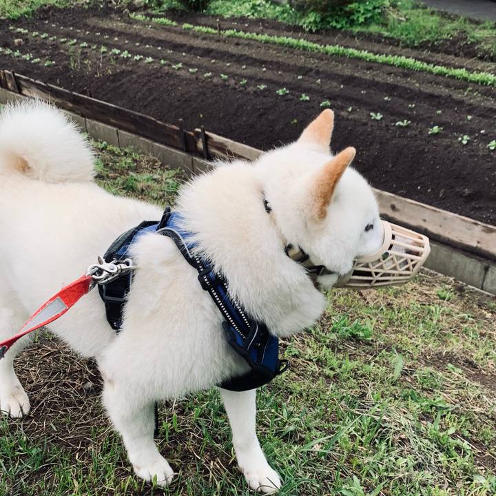 561923e5 0a40 4a4e b907 10da52498552 1622324207718