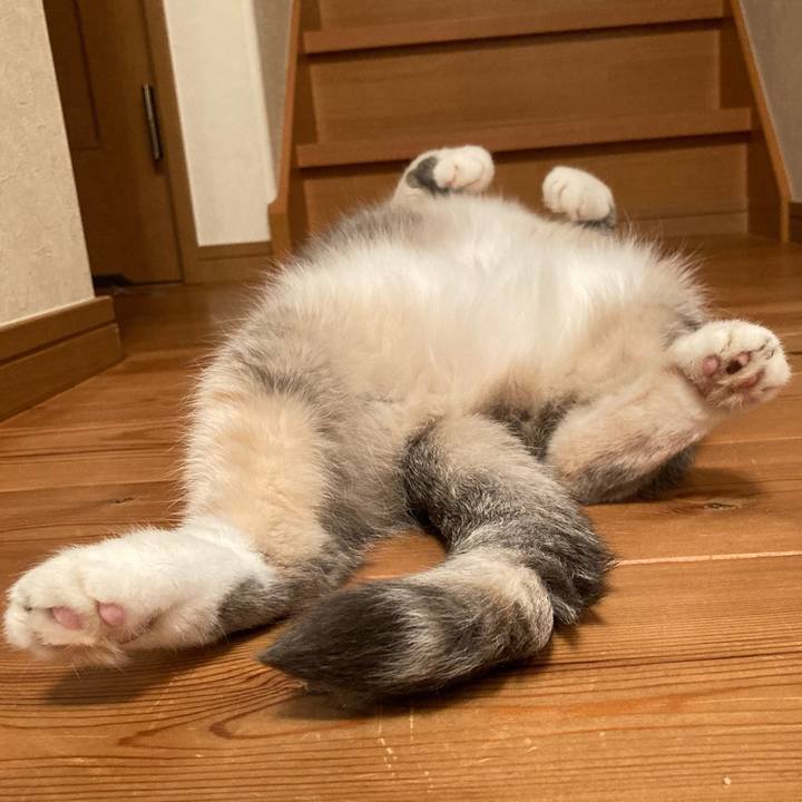 56196e25 832a 4a6f 8987 1615a23d6641 1607342275307