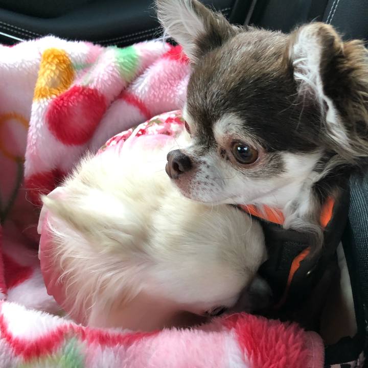 561ca2a1 5246 4519 8191 45c9b434e447 1575176841122