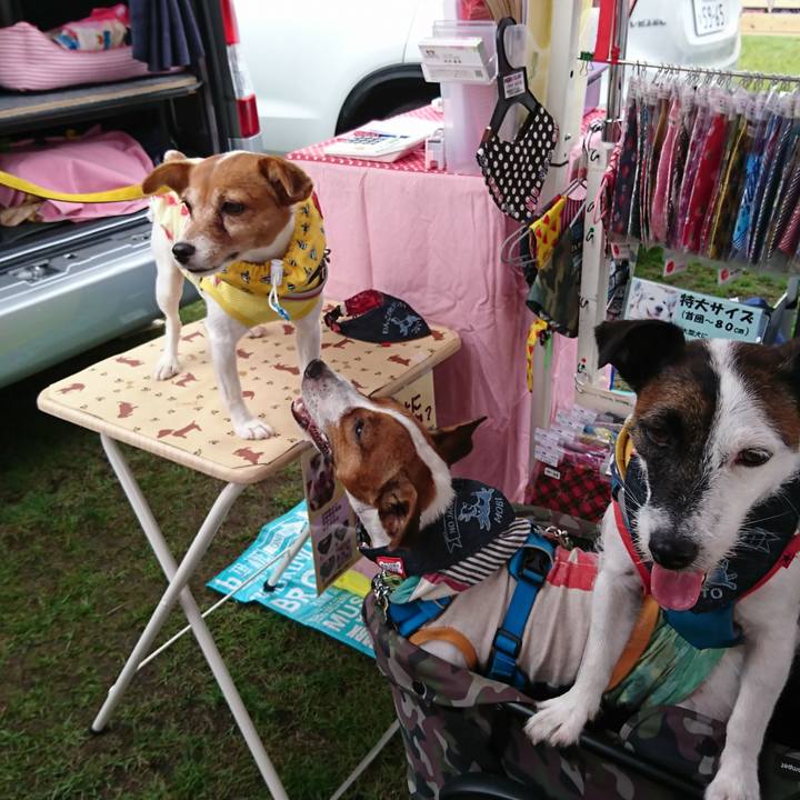 561cfc8f f14f 4a91 88d8 6fa1cabd81b0 1567239942895