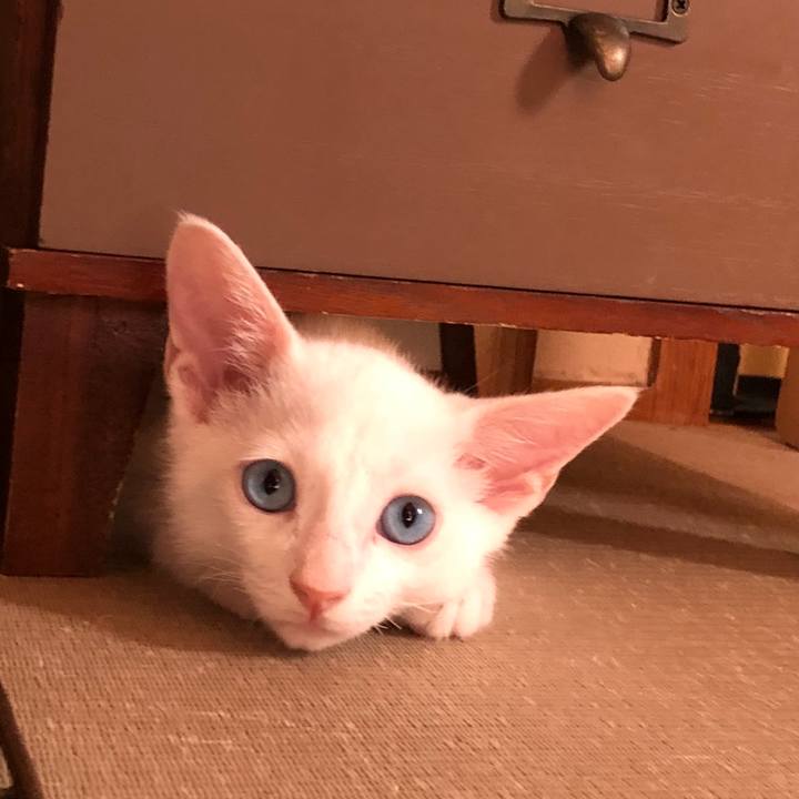 561e228d abe1 4b40 9edb c734d25ff888 1533992056213