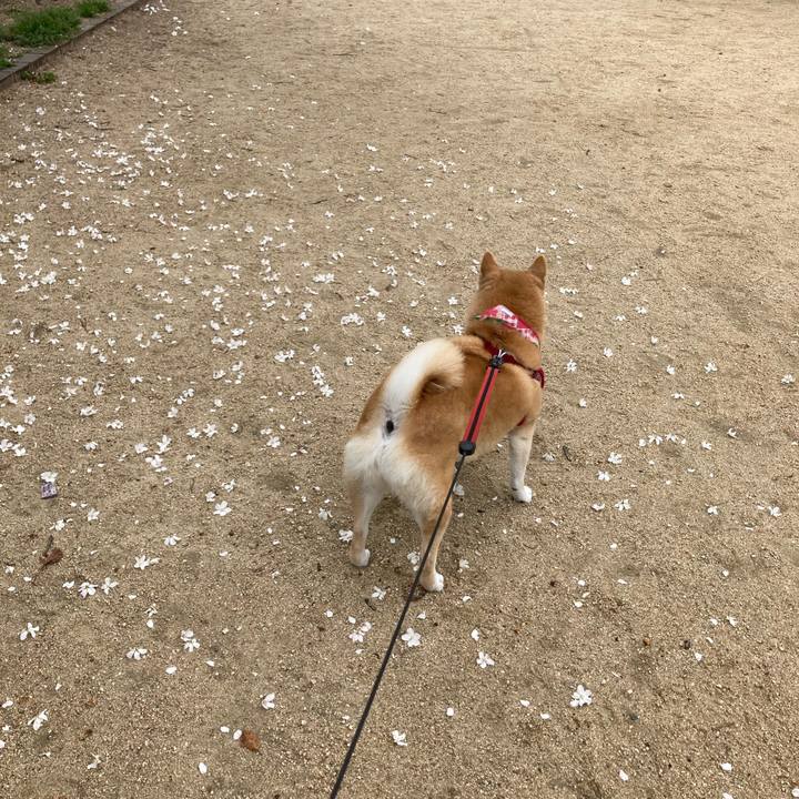 5621e1d6 2a41 40d3 8a5f 9a7a3b54fea9 1616652920246