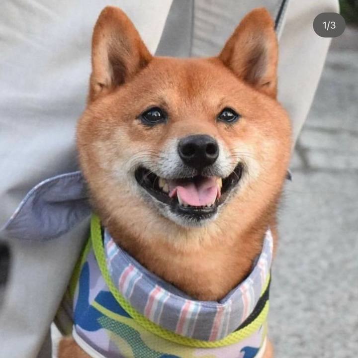 56248203 c853 45f1 8001 0e411eeb4818 1707636085241