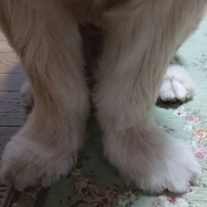 56273238 e090 4c2e bc97 463ad6c30518 1511862072428