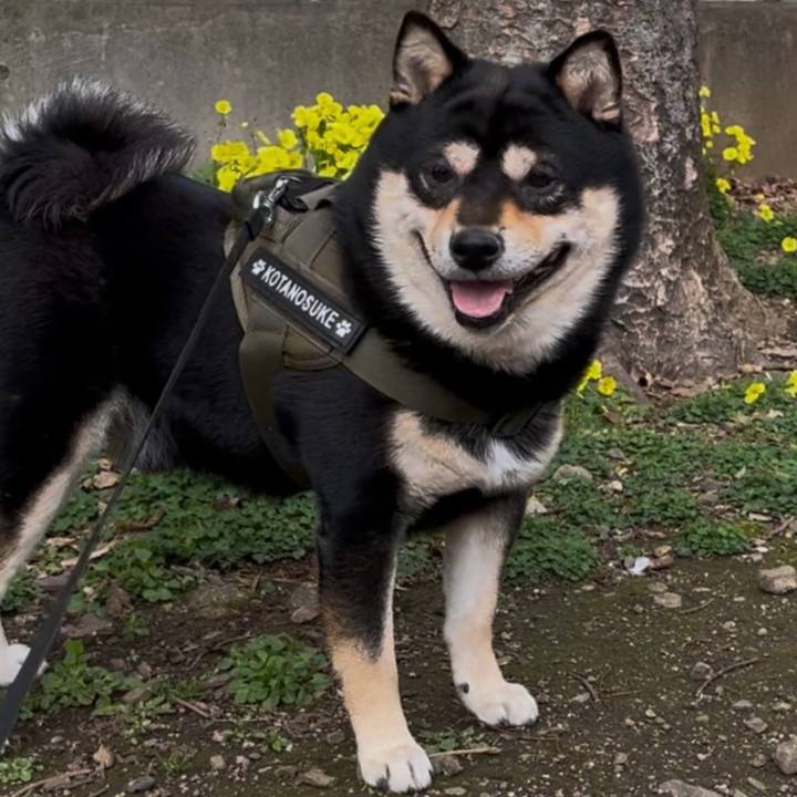 562ae7ae c5fb 4f38 839e a2e8d44c87d0 1744102252928