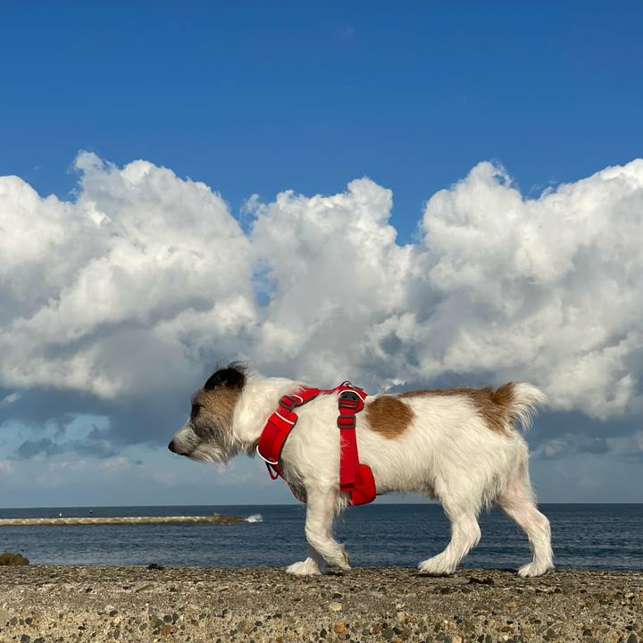 563184c6 60dd 4e6d 818e 65b4412ea4da 1667433645421