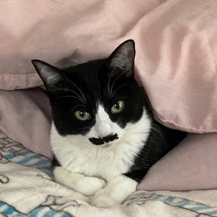 56338b79 f433 431f a66c fd444335ead7 1739932158827