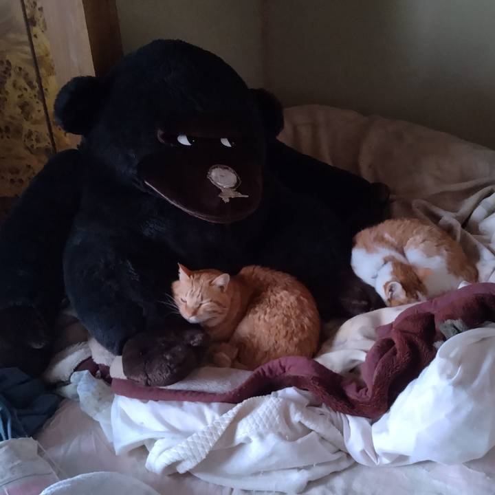 56338fc0 da90 4a65 8ee7 995186c3758e 1767602975169