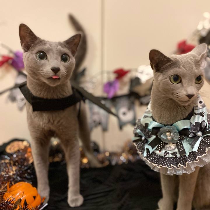 56394992 0229 484f adce bf8377b7a198 1666047565193