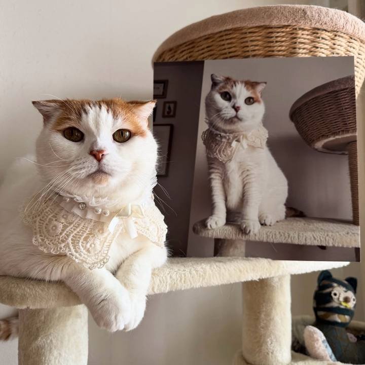 563a5db9 a78e 4cba 80b8 8ba4cb4513ec 1763983621347