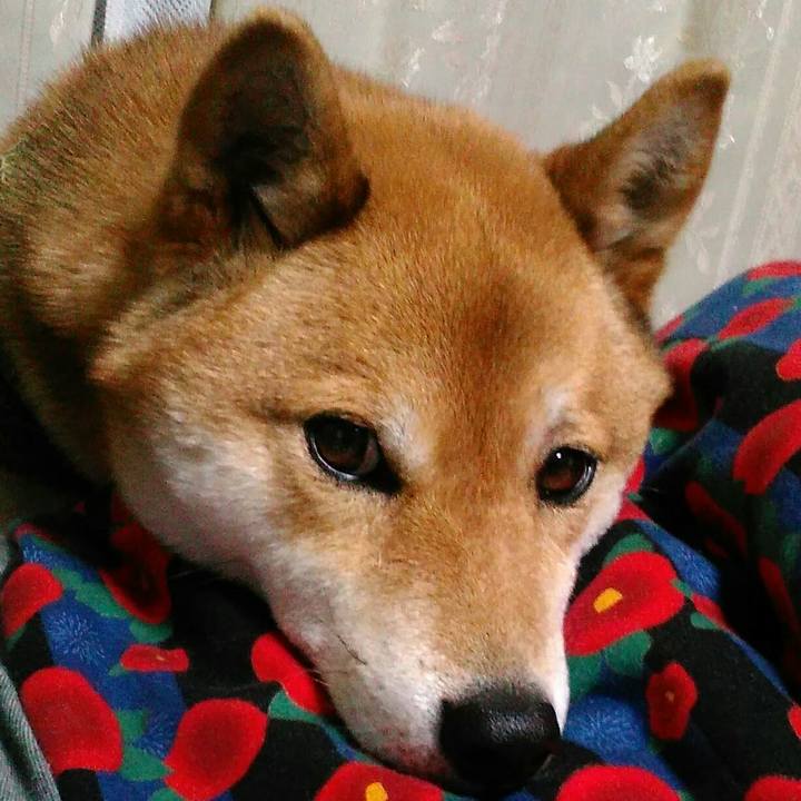 563f2a0d fb7d 4b9c 8a14 4d8314d09e1b 1524486653130