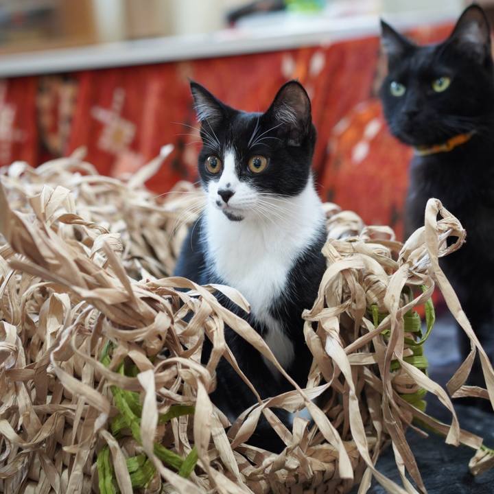 56475faa 7410 42d0 86e8 935344e06a9e 1578267502112