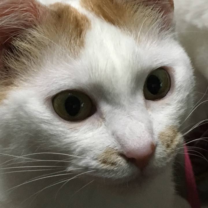 56482c70 a228 4f0c b16a 40a136519055 1554632761587