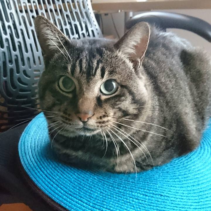 56496d12 8581 4f00 a146 de92e8e58ed4 1509340014028